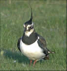 Lapwing