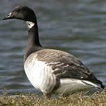 Brent Goose