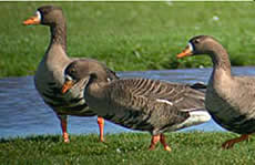 Greenland White-fronted Goose