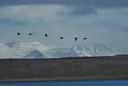 Greenland White-fronted Goose Migrating