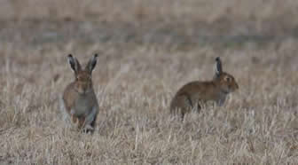 Hares in Field