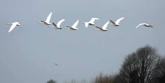 Swans Flying