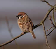 Tree Sparrow