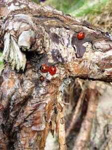 Ladybirds on Tree