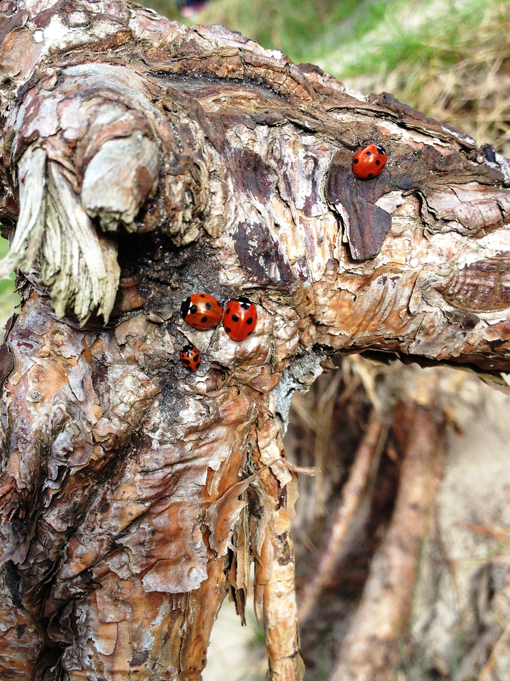 Ladybirds on Tree