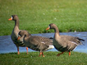 Greenland White-fronted Geese