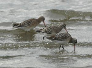 Godwits