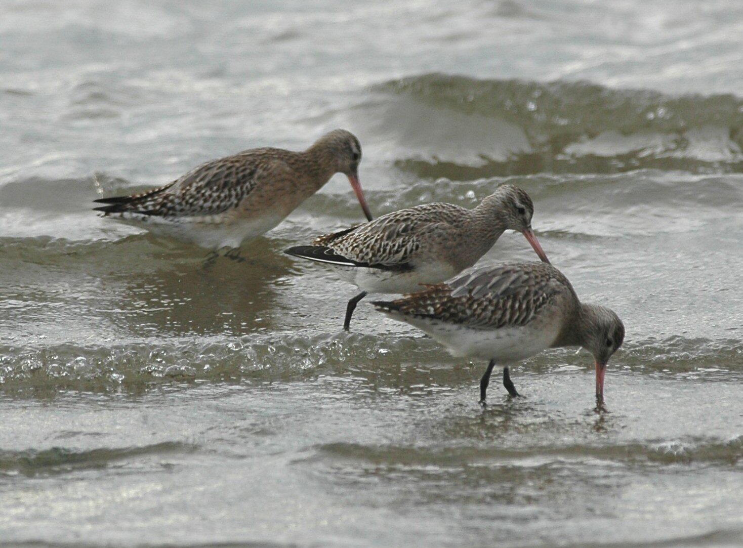 Godwits