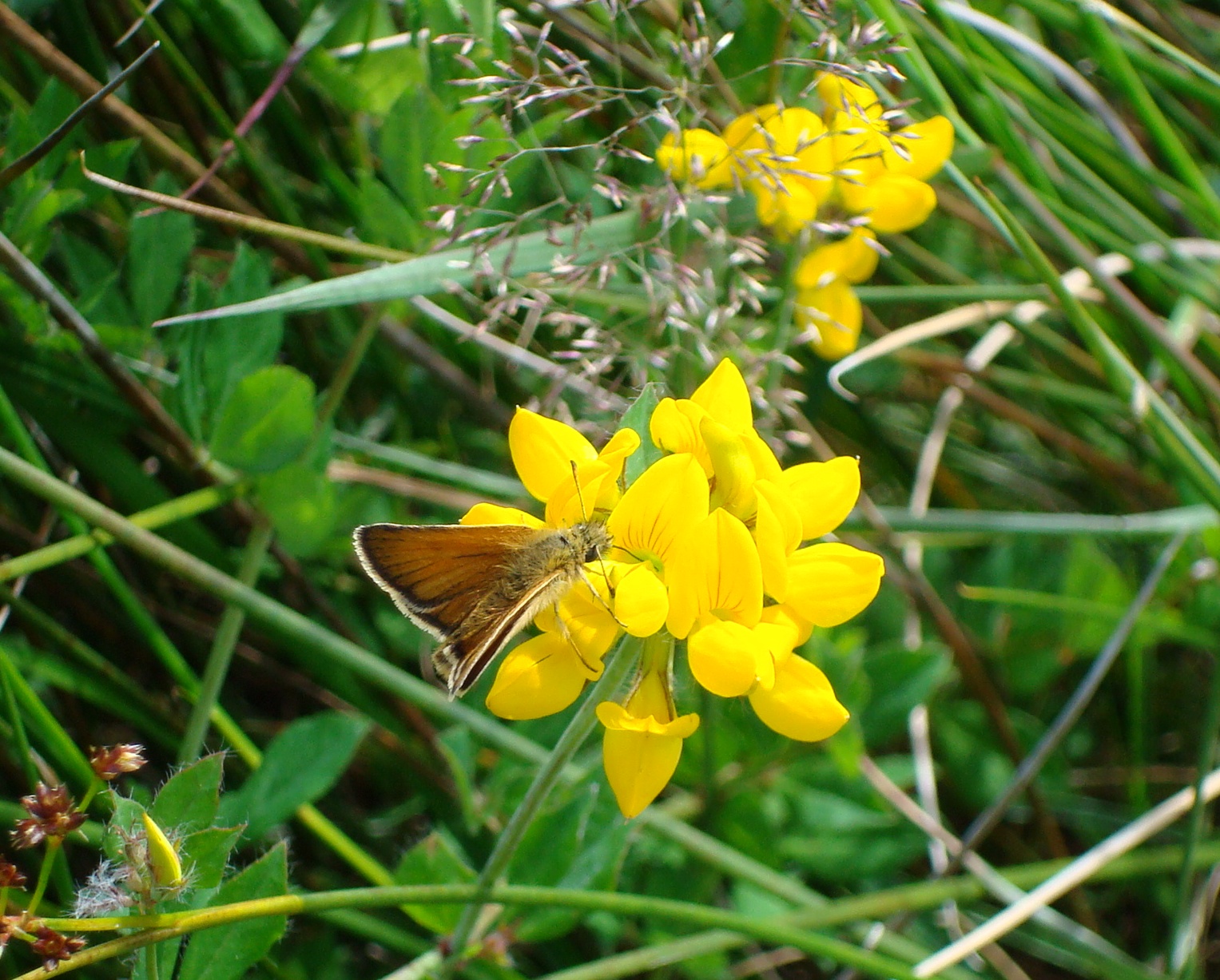 Moth on Flower