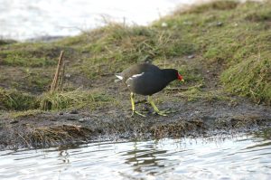 Moorhen