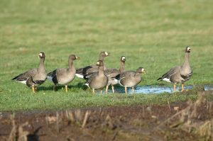 Group of Greenland White-fronted Geese