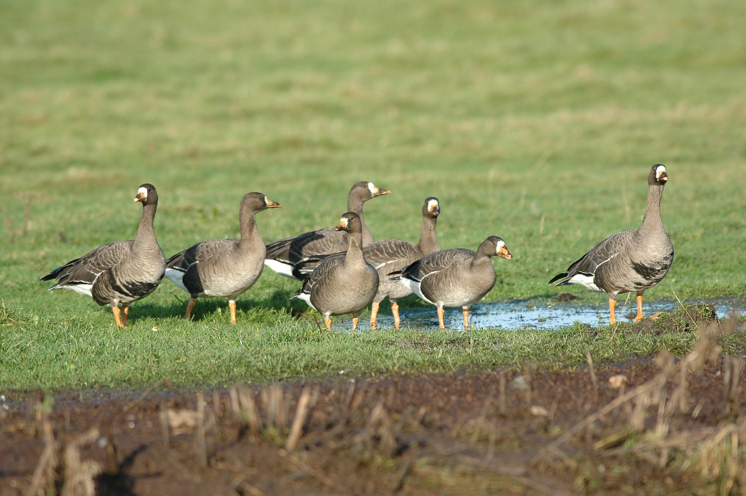 Group of Greenland White-fronted Geese