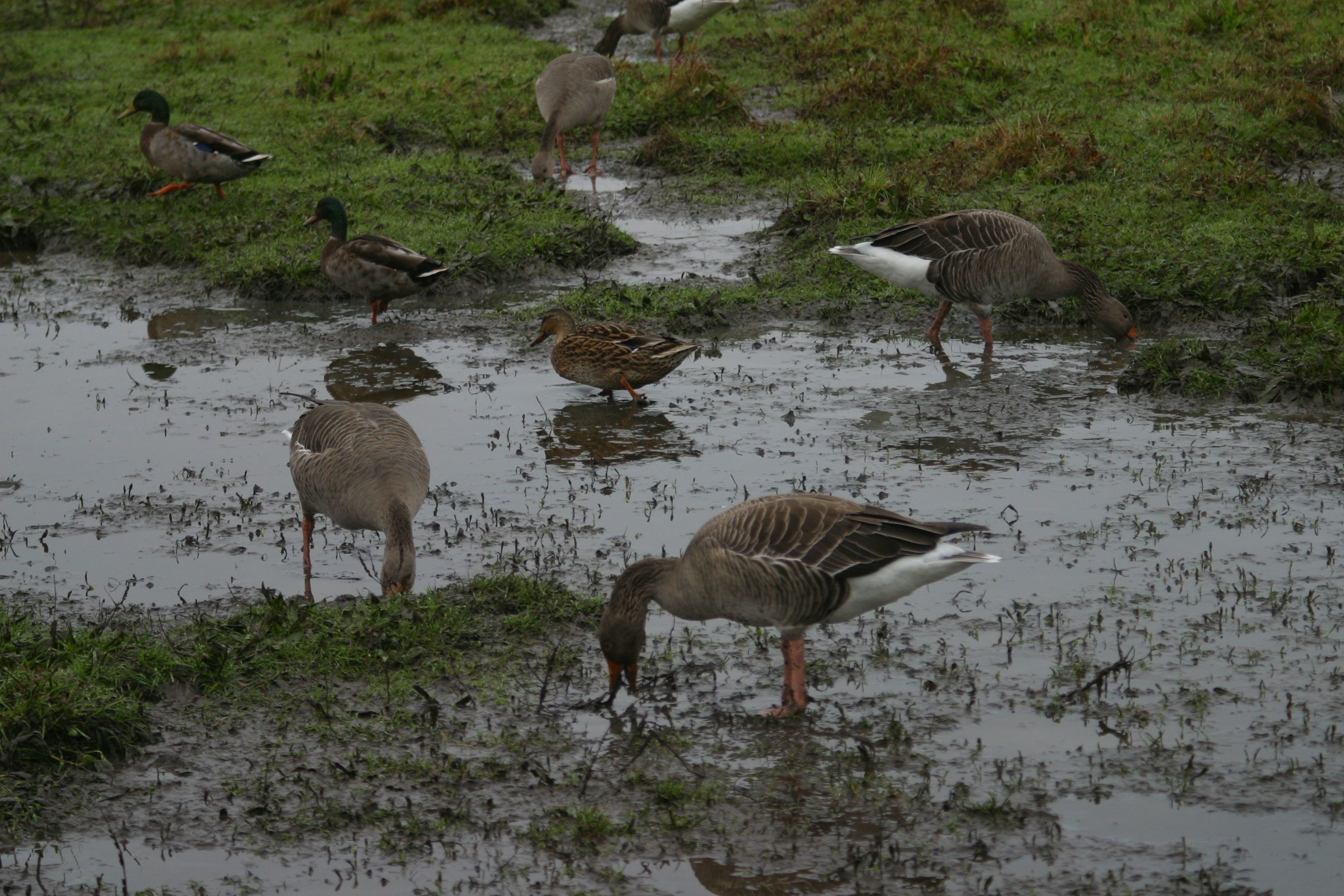 Mallards and Geese in mud