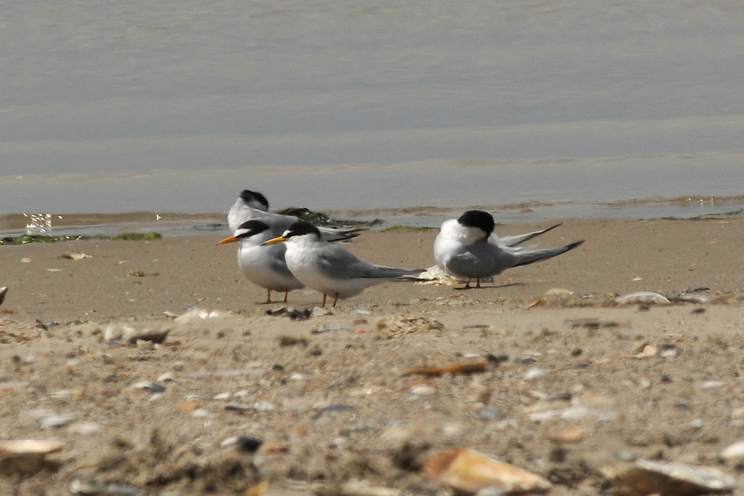 Little Tern