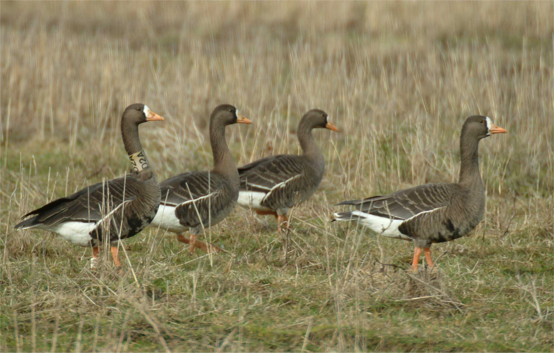 Greenland White-fronted Geese Walking