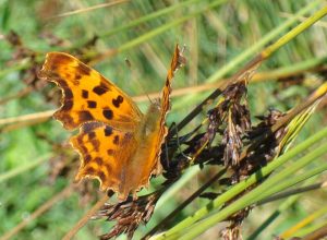 Comma Butterfly