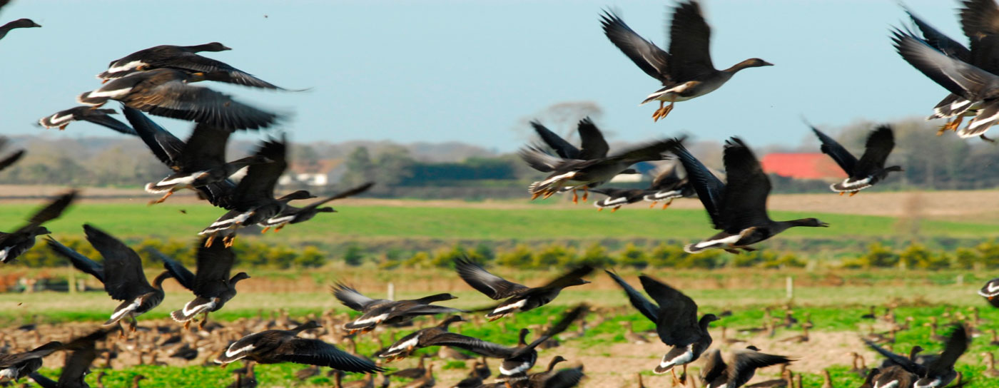 [wpml-string context="wexford" name="title2"]WEXFORD WILDFOWL RESERVE[/wpml-string]