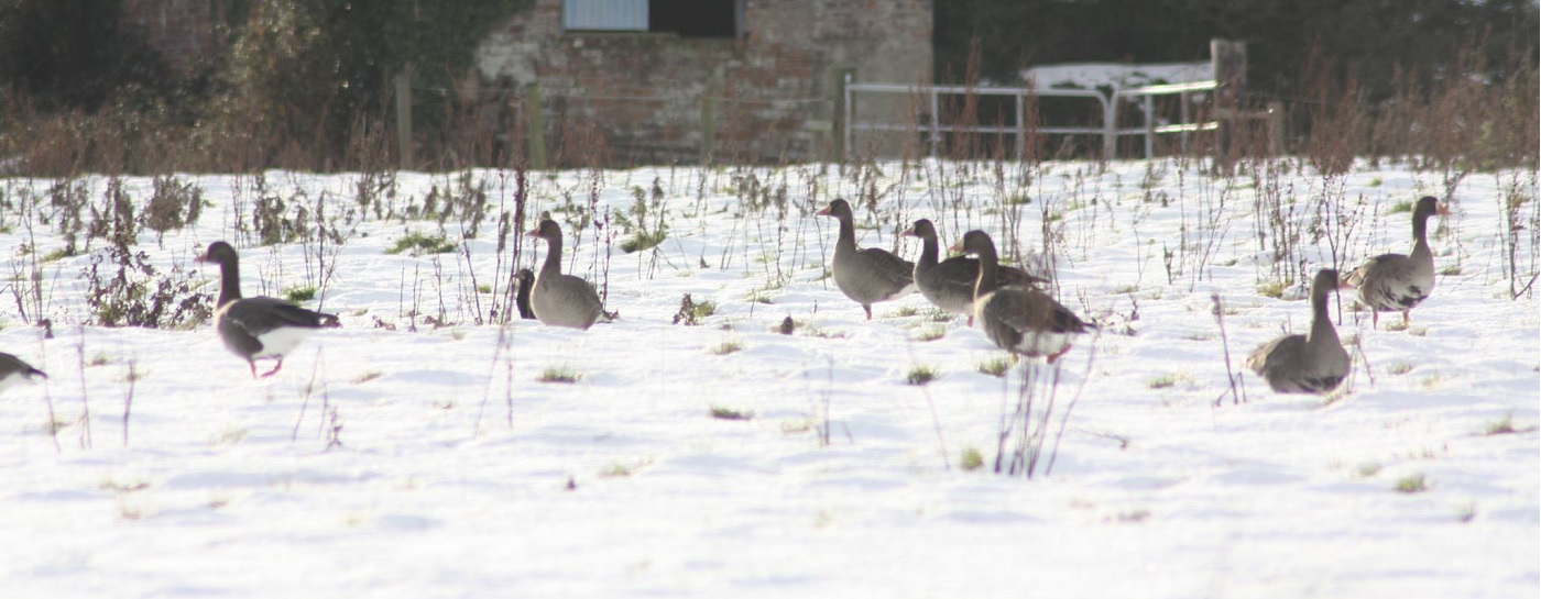 [wpml-string context="wexford" name="title2"]WEXFORD WILDFOWL RESERVE[/wpml-string]