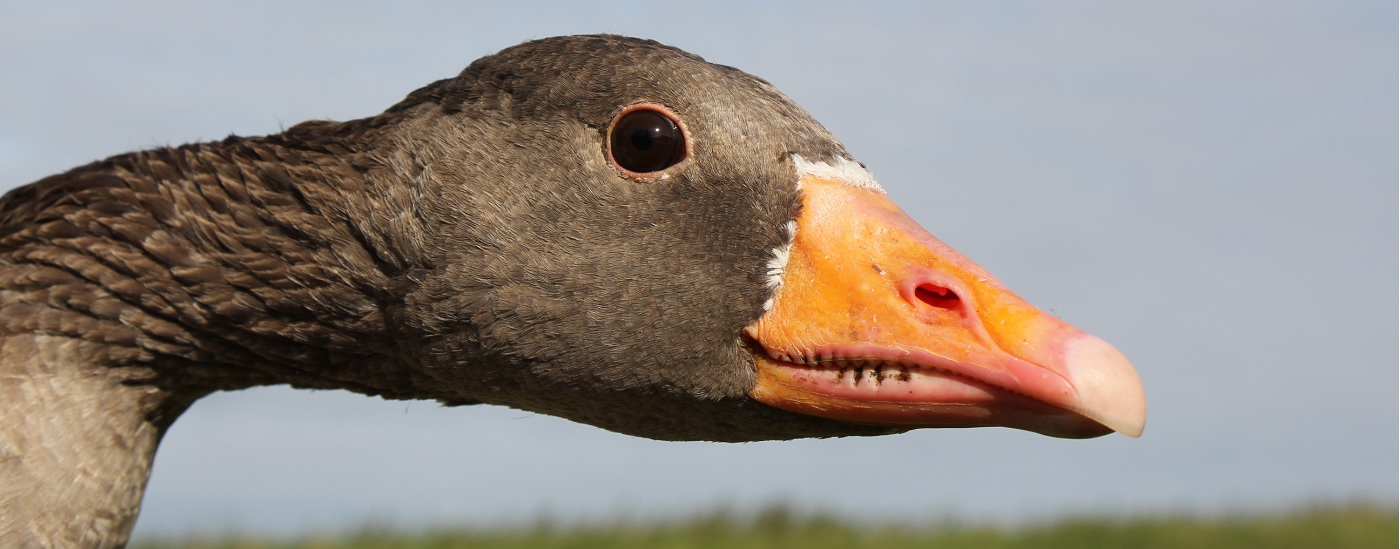 [wpml-string context="wexford" name="title2"]WEXFORD WILDFOWL RESERVE[/wpml-string]