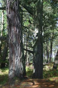 Trees in Raven