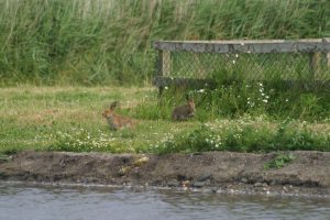 Two Hares by Weather Station