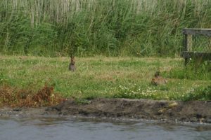 Two Hares by Weather Station