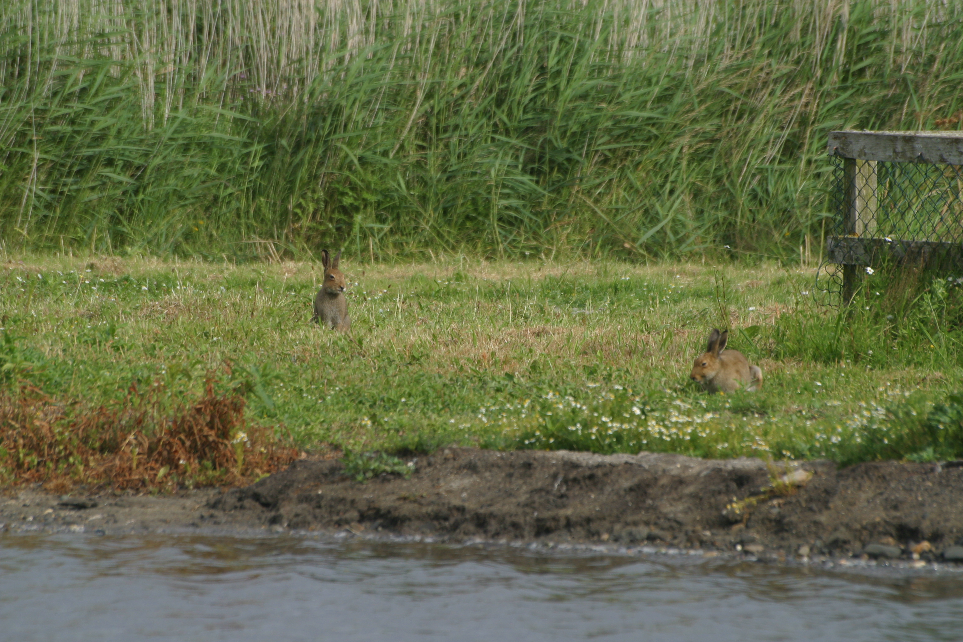 Two Hares by Weather Station