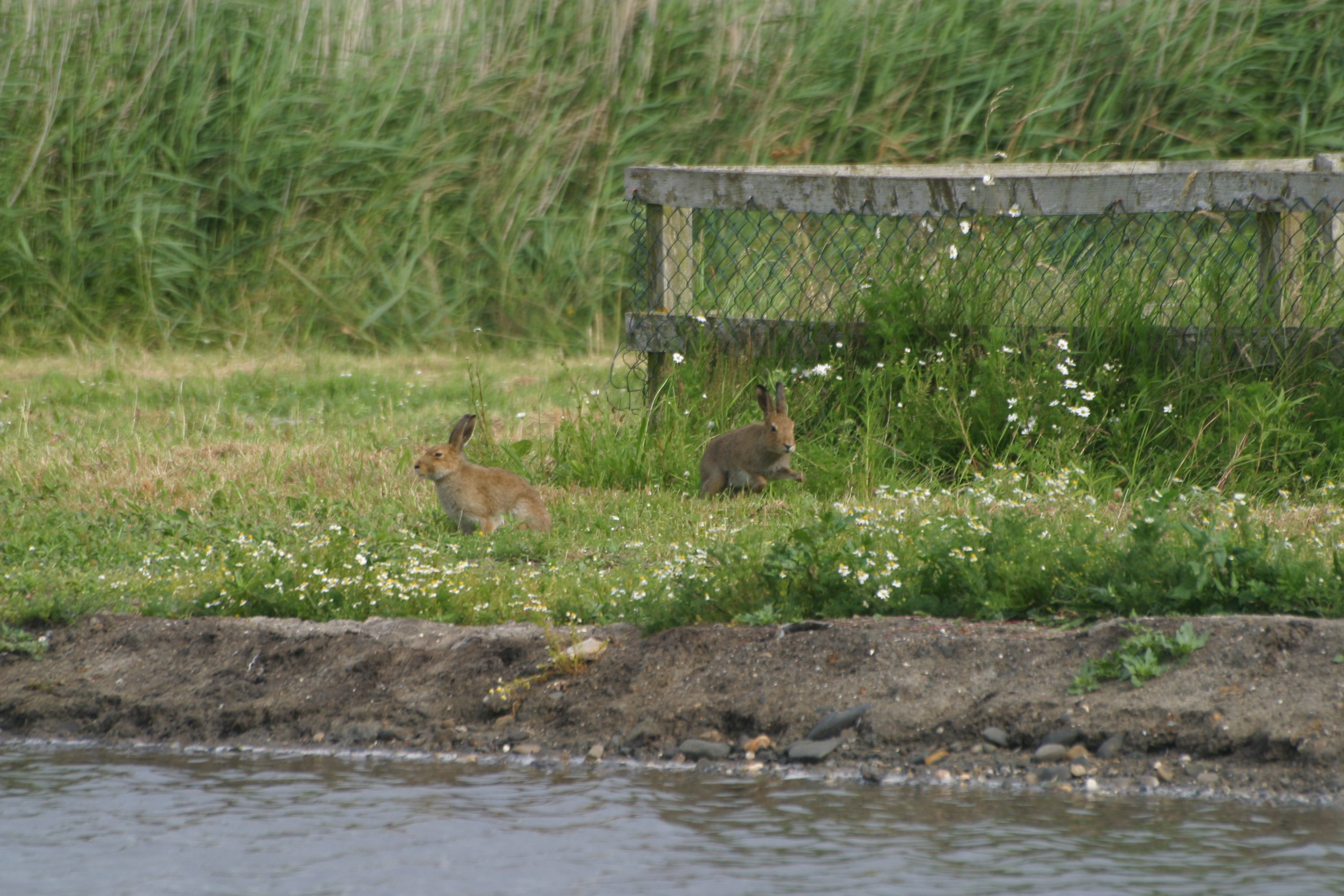 Two Hares by Weather Station