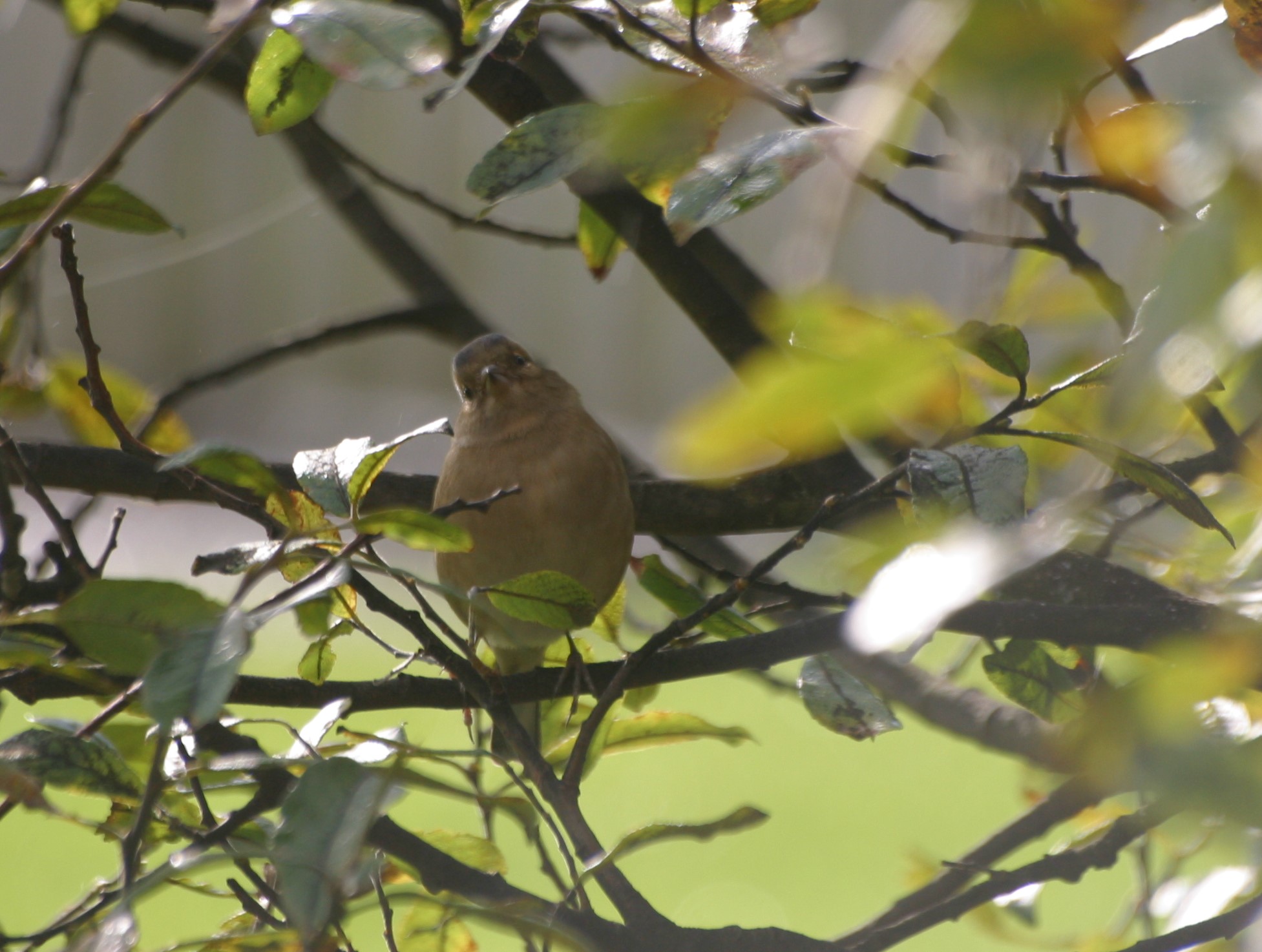 Chaffinch in Willow Tree