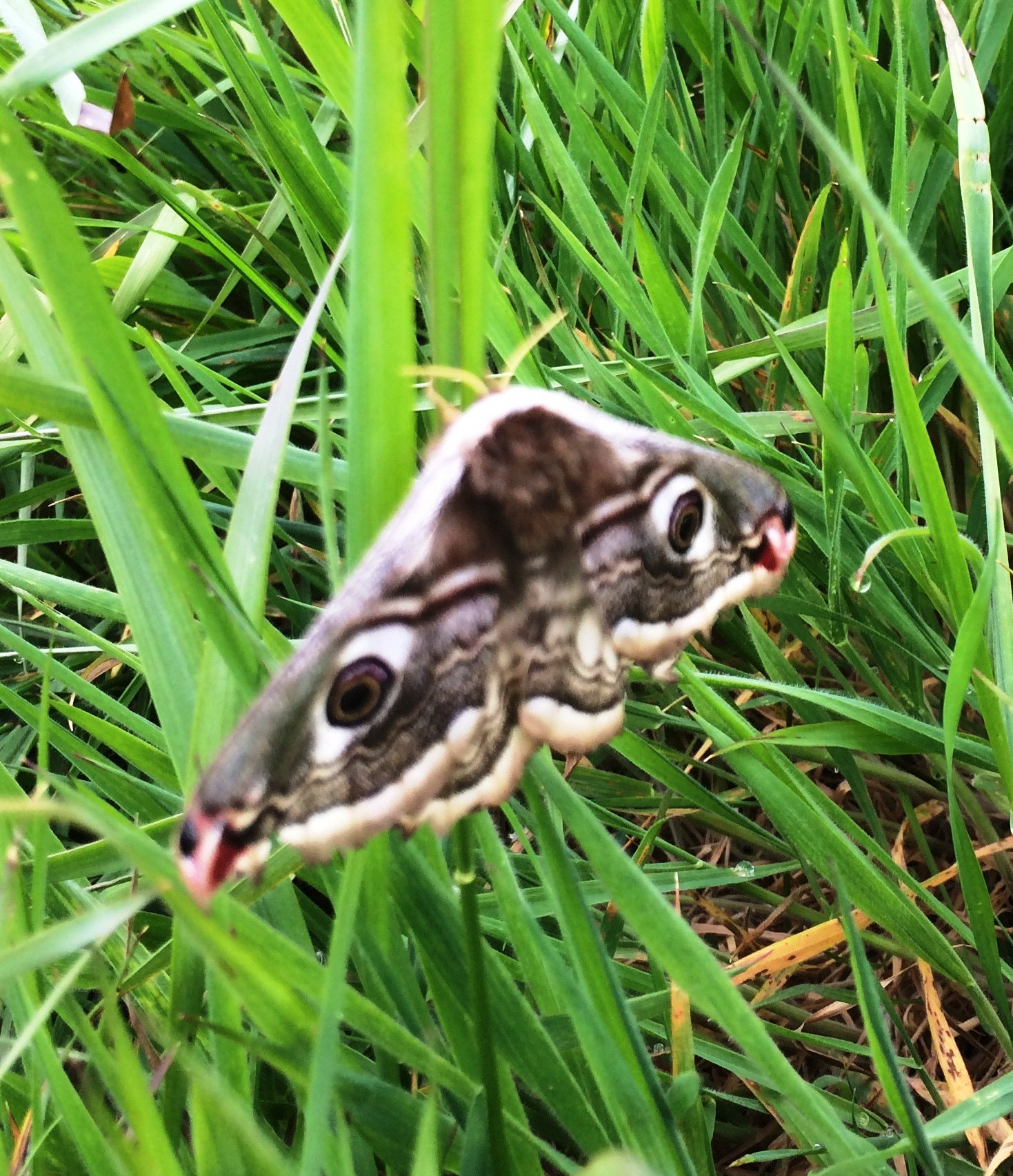 Emporer Moth