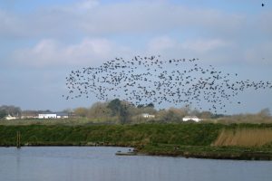 Brent Flock above Pond