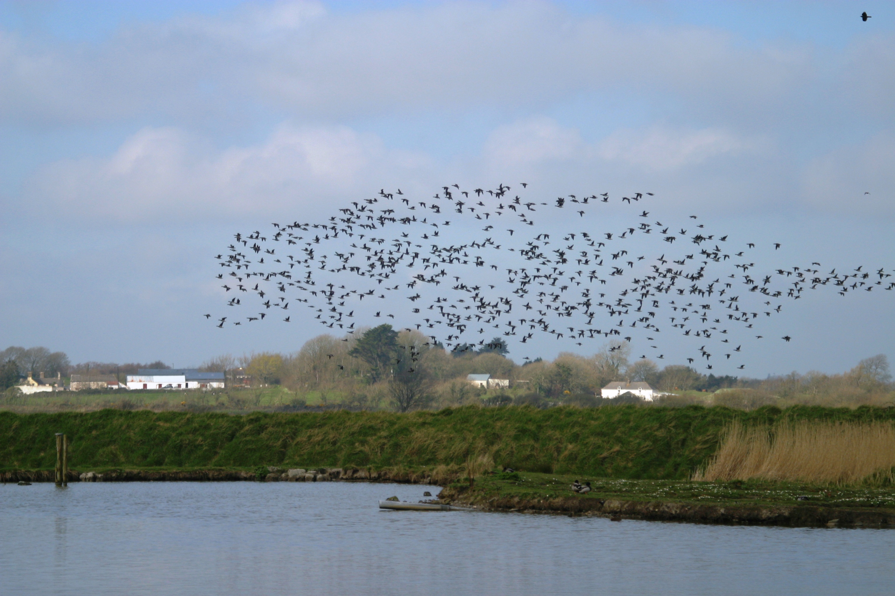 Brent Flock above Pond