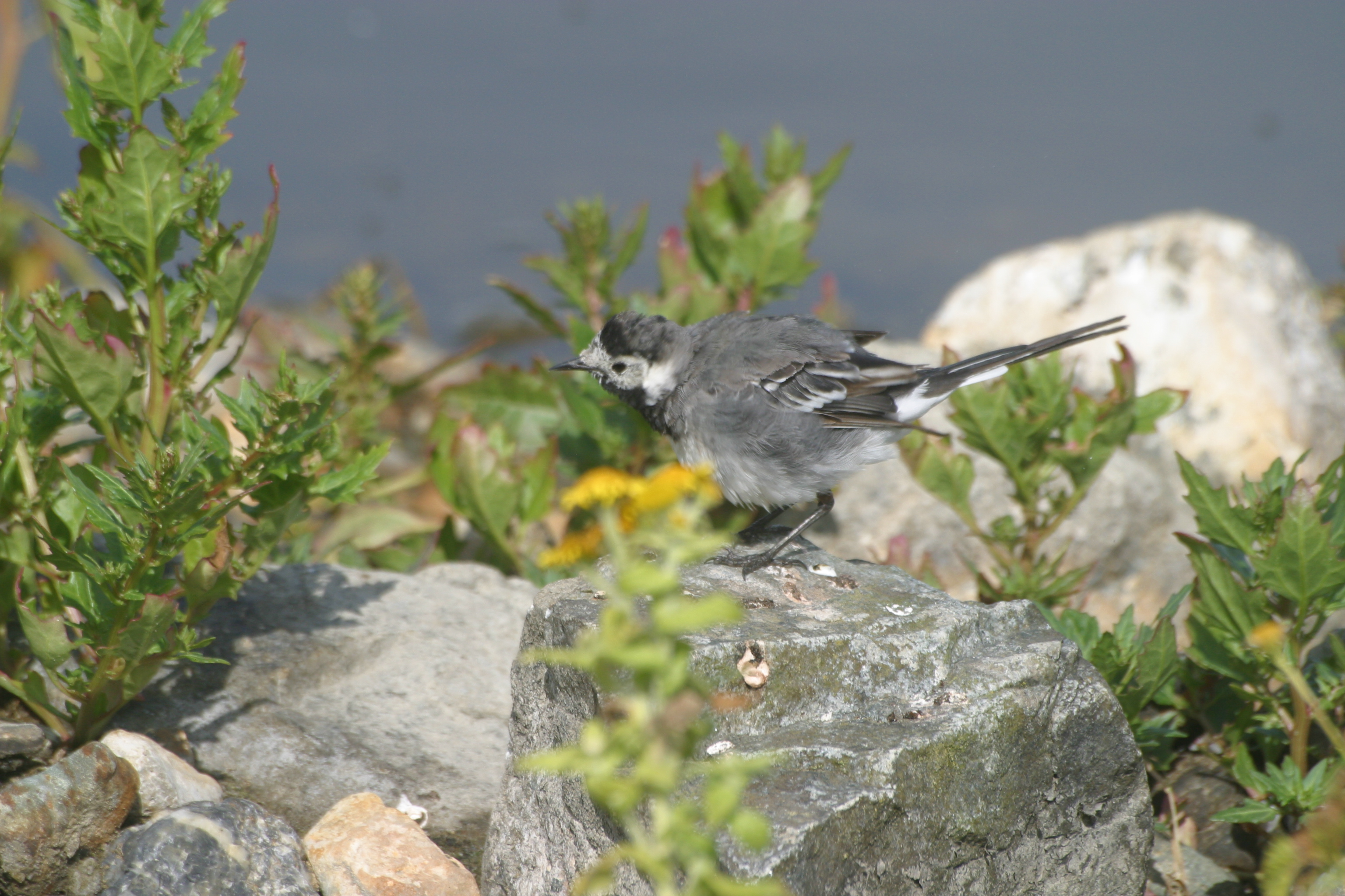 Fluffy Wagtail