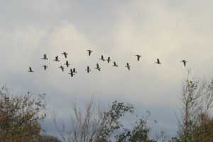 Greenland White-fronted Geese Flying In
