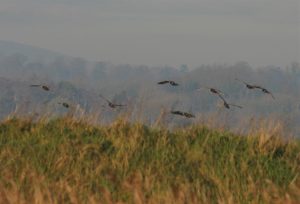 Greenland White-fronted Geese Landing