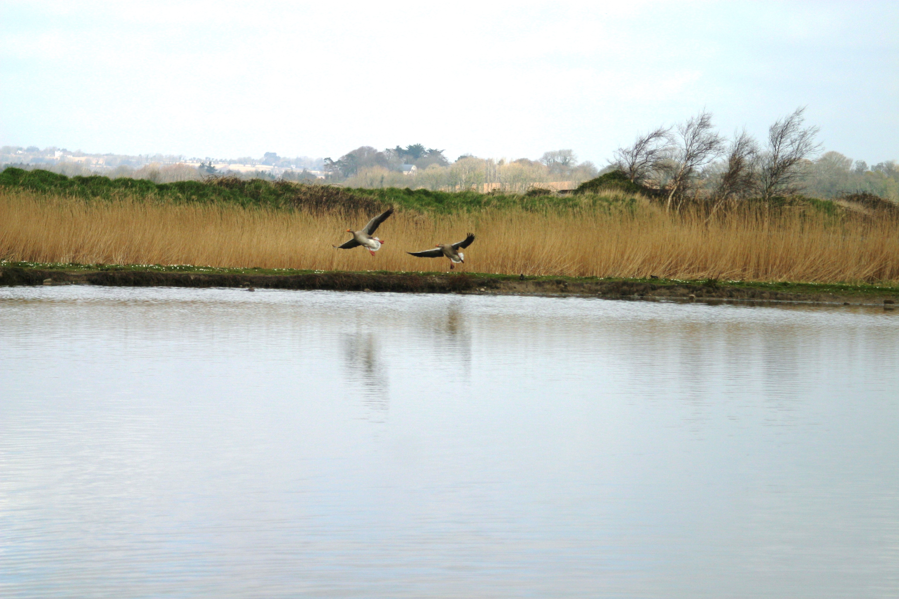 Greylags at Pond