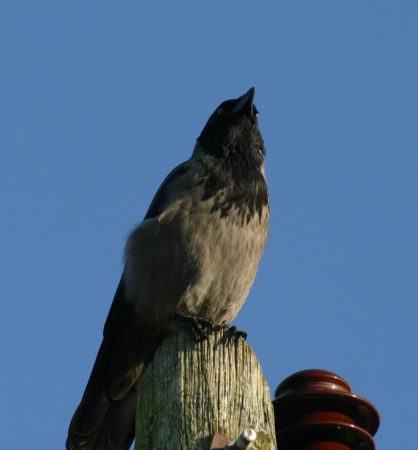 Hooded Crow on Telephone Pole