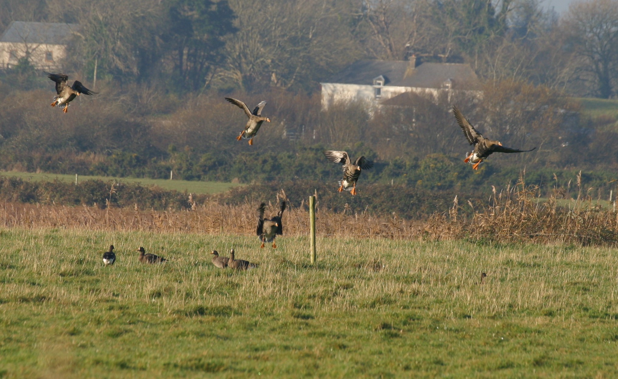 Greenland White-fronted Geese near Jobson's Hide