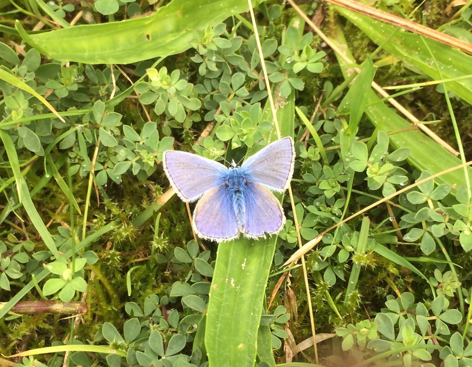 Male Common Blue Butterfly