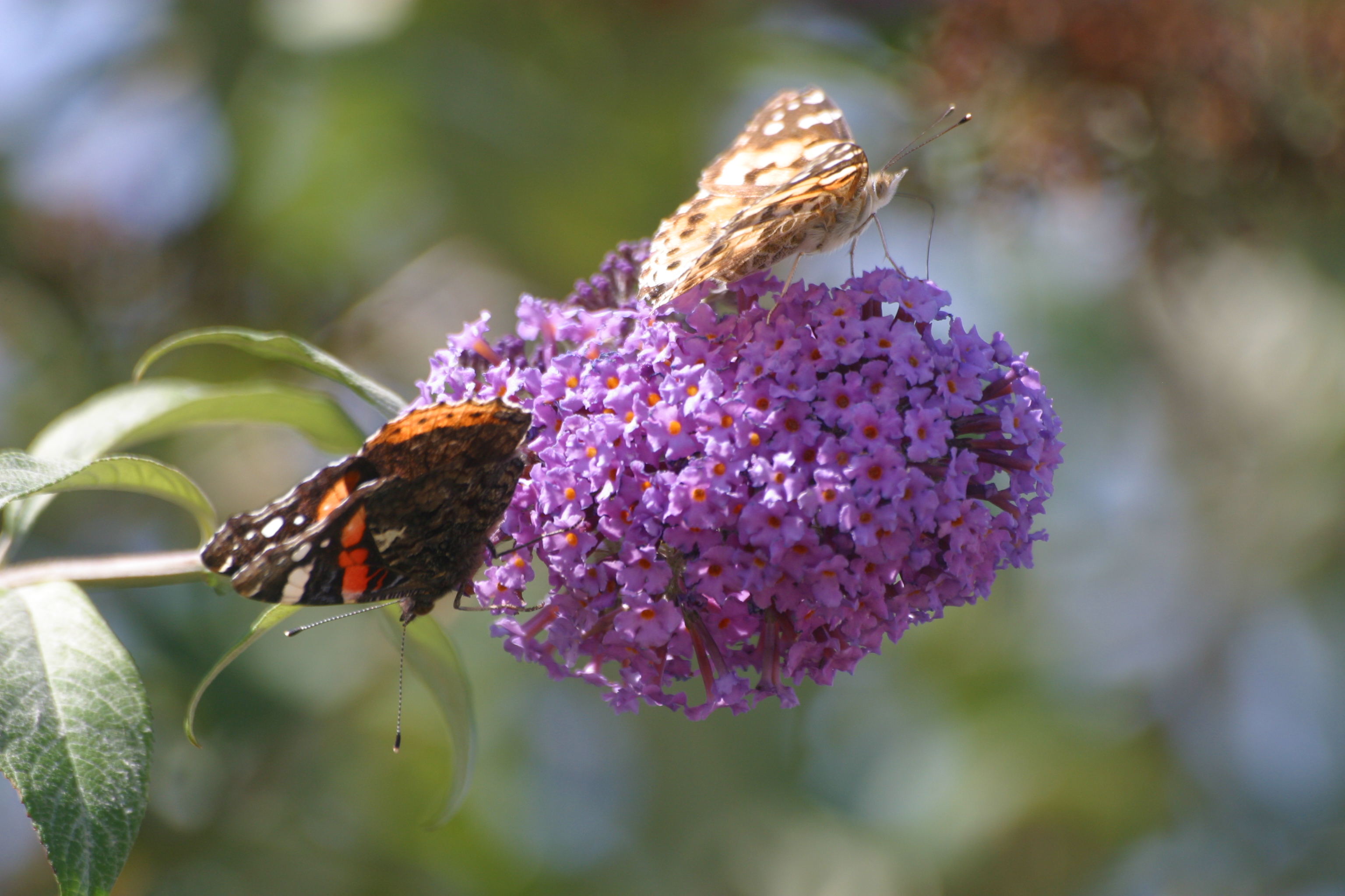 Painted Lady and Red Admiral Butterflies