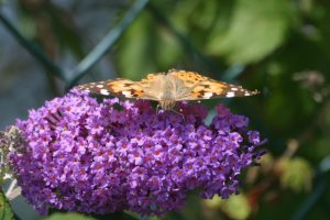 Painted Lady Butterfly