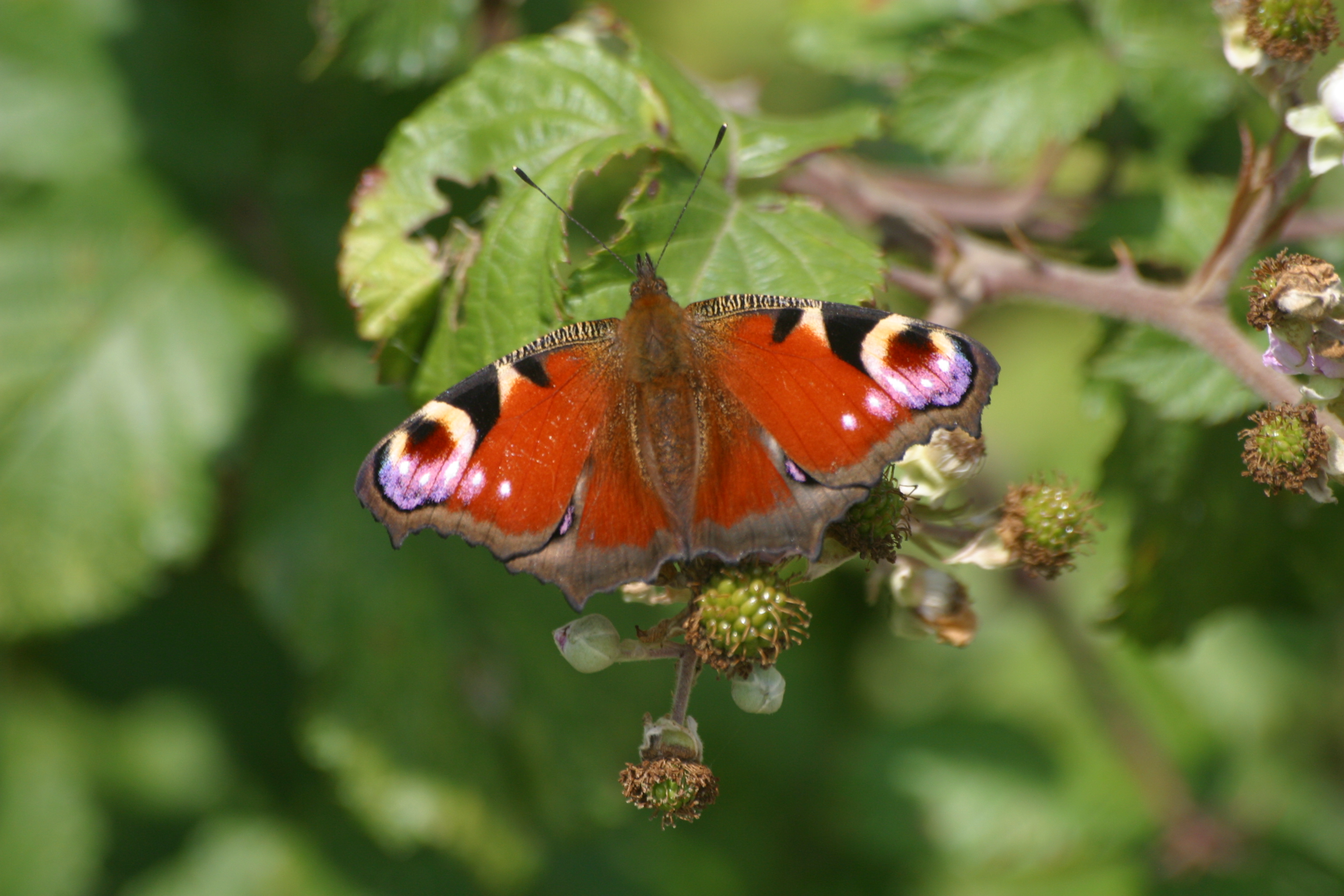 Peacock Butterfly Close Up