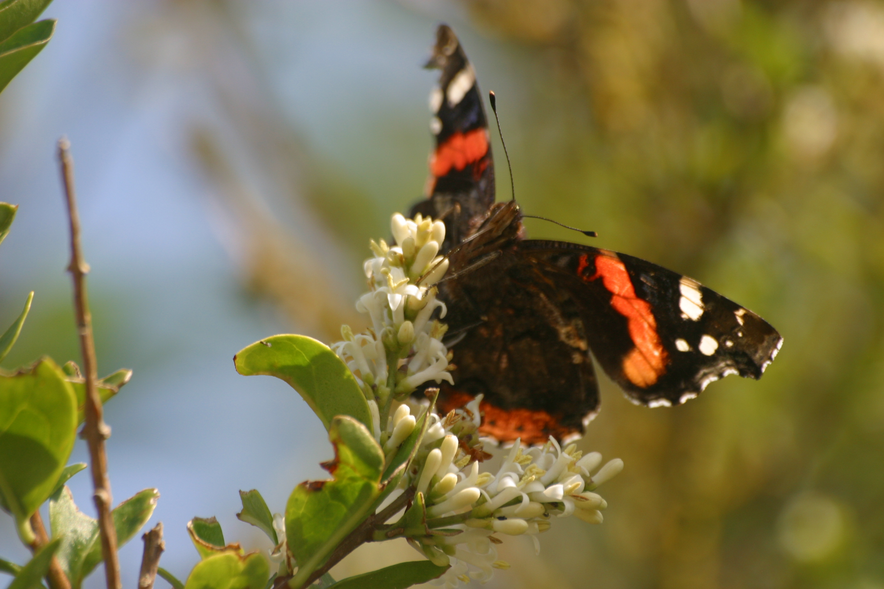 Red Admiral Butterfly