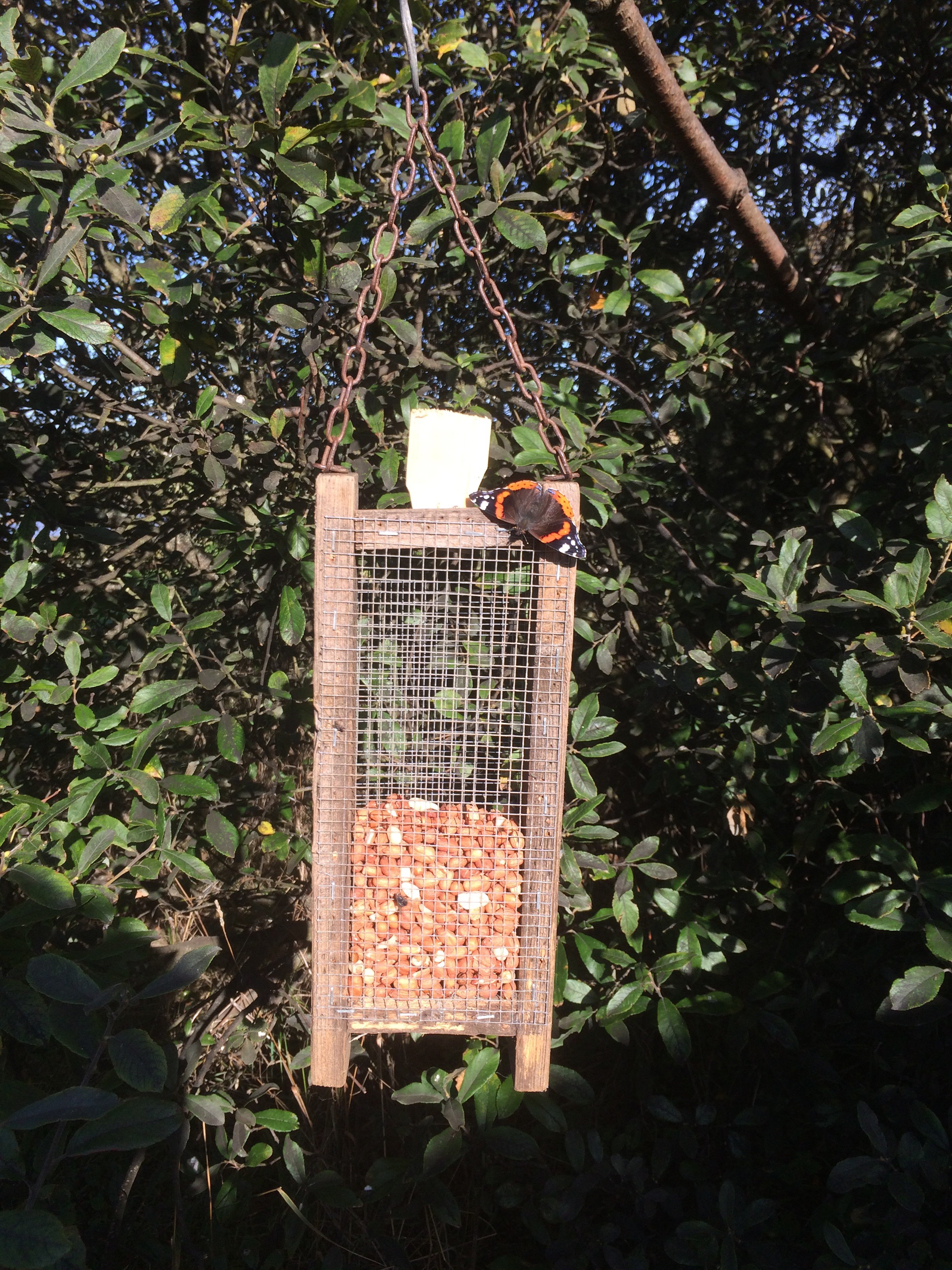 Red Admiral Butterfly perched on Bird Feeder