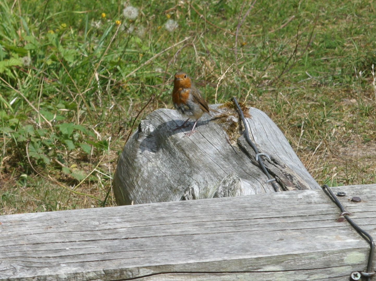 Robin on Tree Trunk