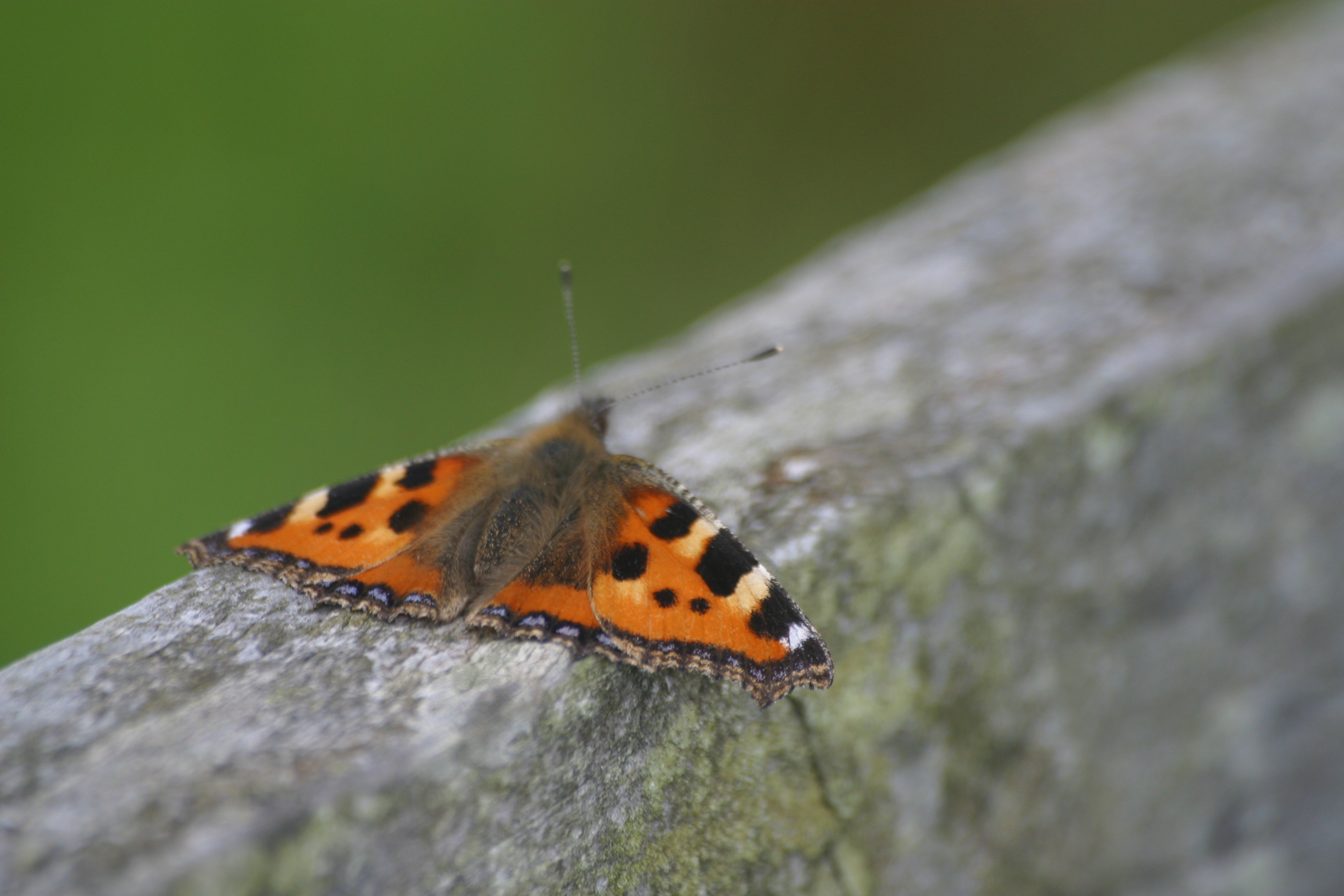 Small Tortoiseshell Butterfly