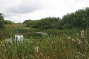 Snipe Field