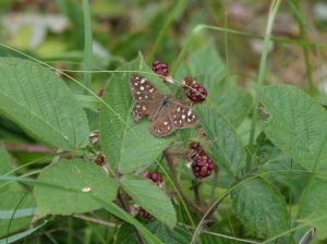 Speckled Wood Butterfly