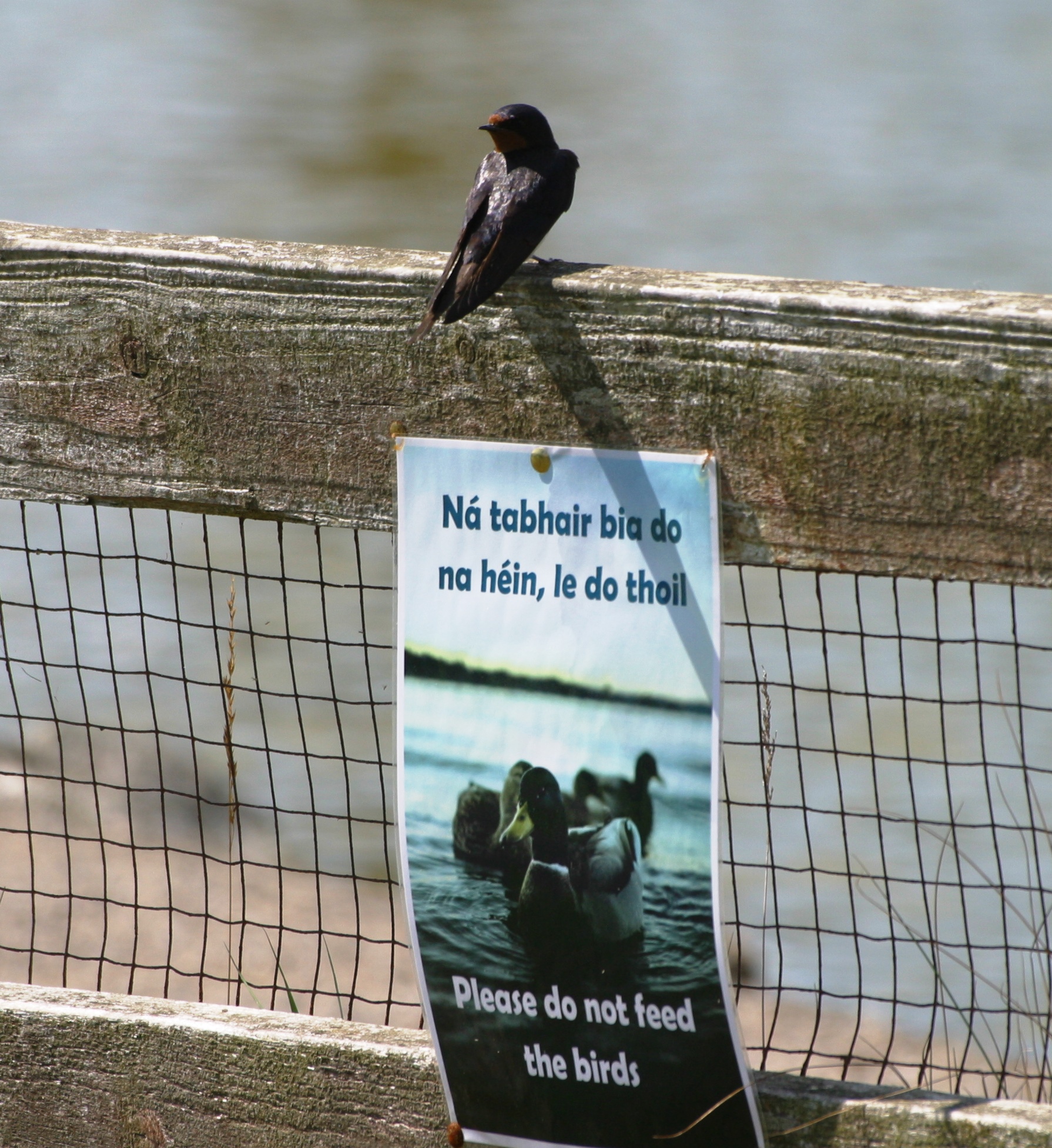 Swallow above Please do not feed the birds sign