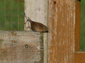 Wren on Gate